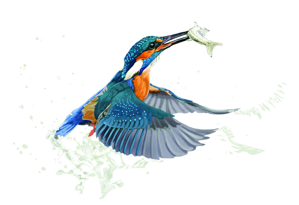 Kingfisher illustration by Nick Ellwood