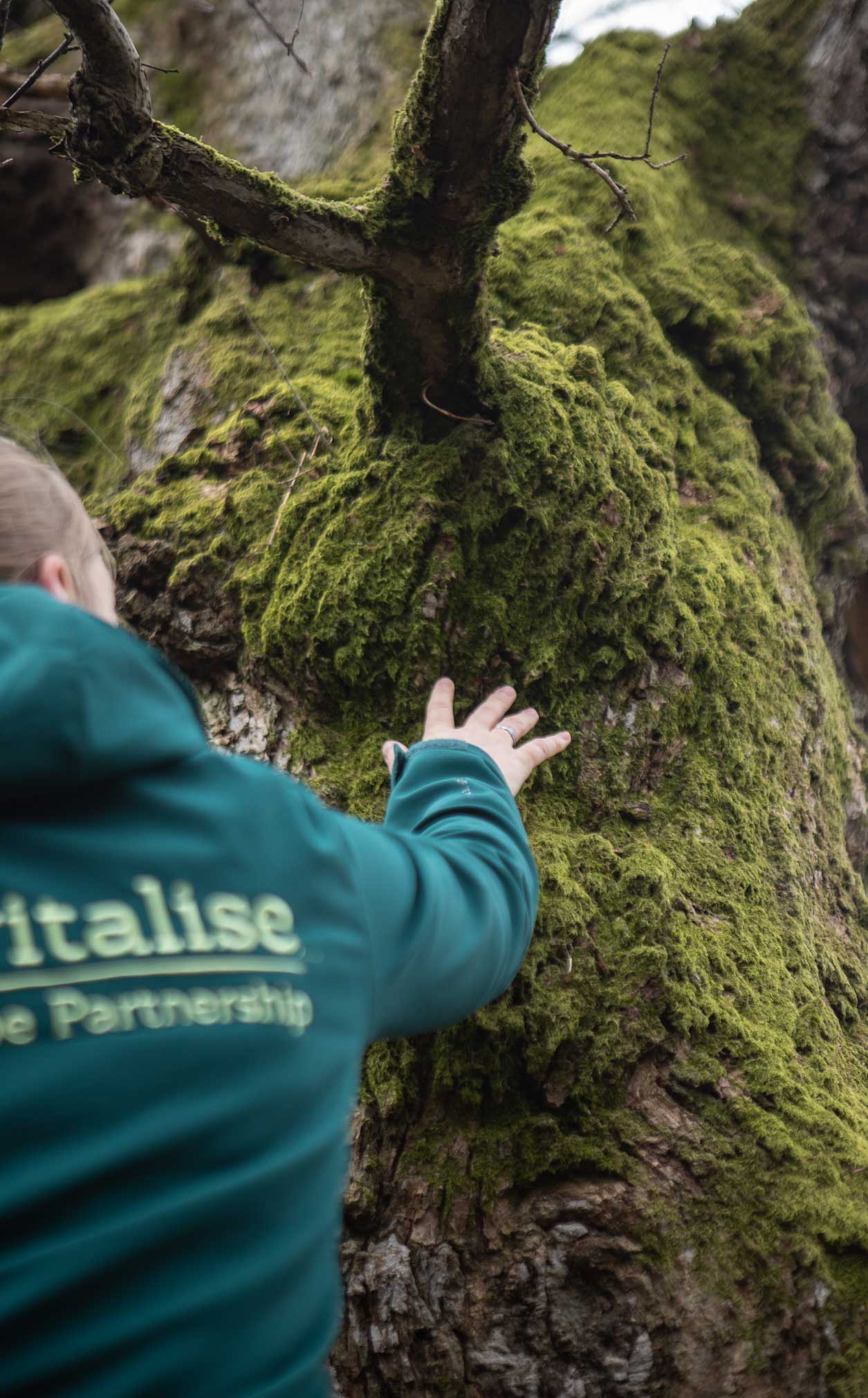 Photo of a veteran oak tree with moss on. A woman is putting her hand on the bark whilst looking up the tree. Credit Charlie Fox.