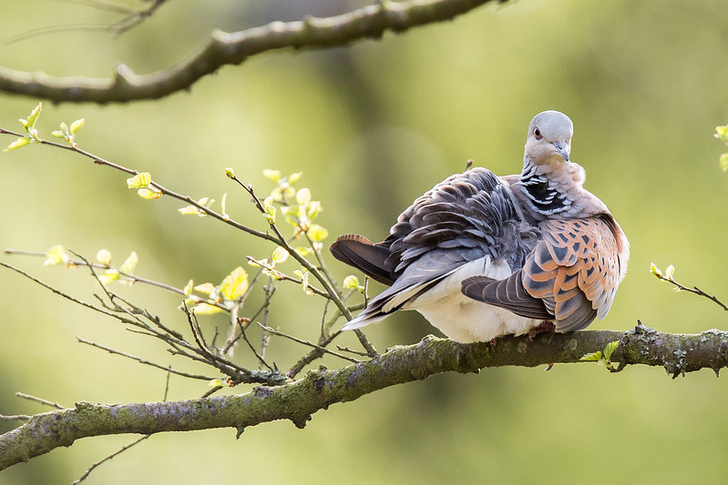 Turtle Dove at Sutton Bank National Park Centre Credit Richard Bennett