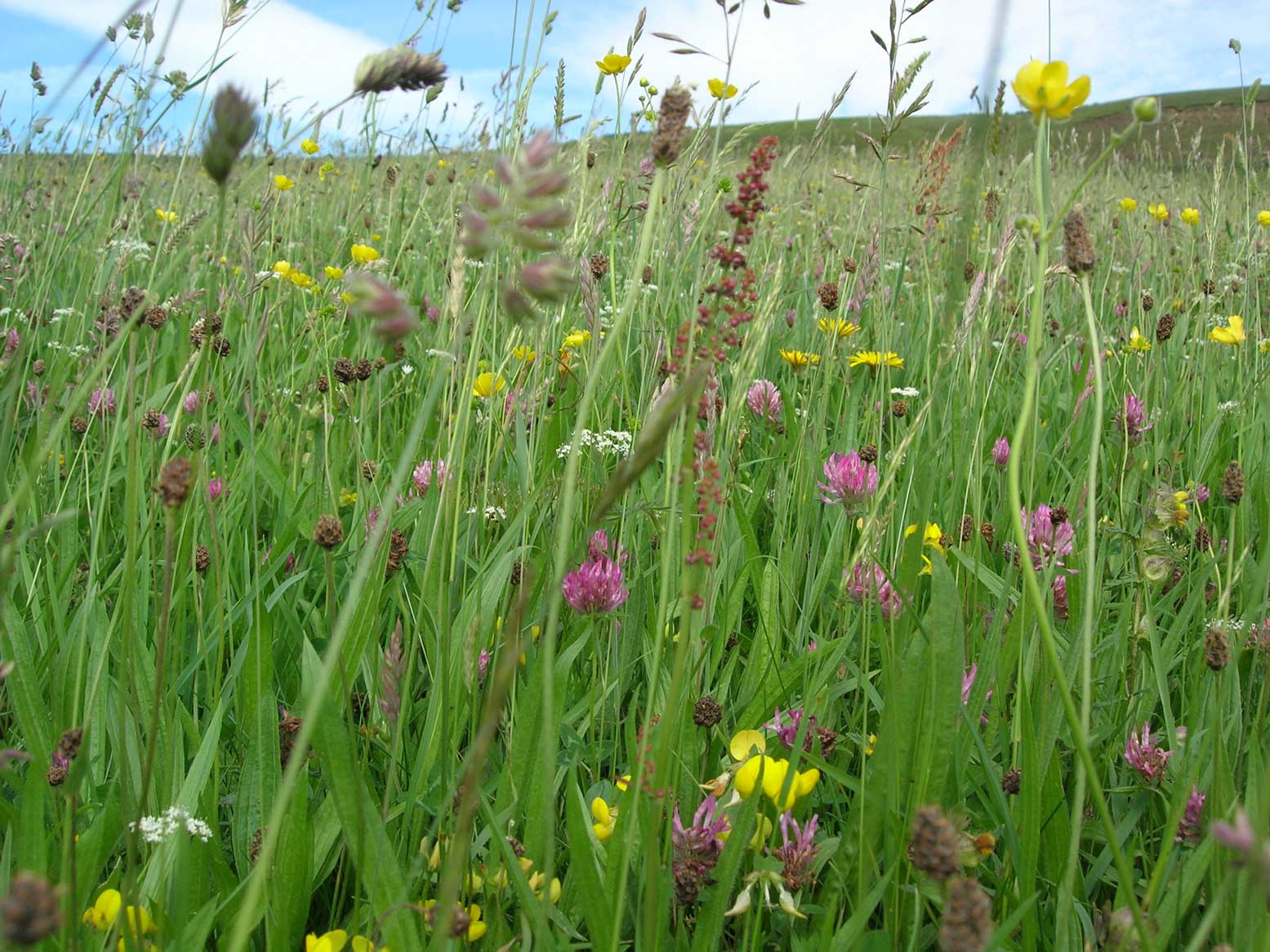 Close up of a hay meadow