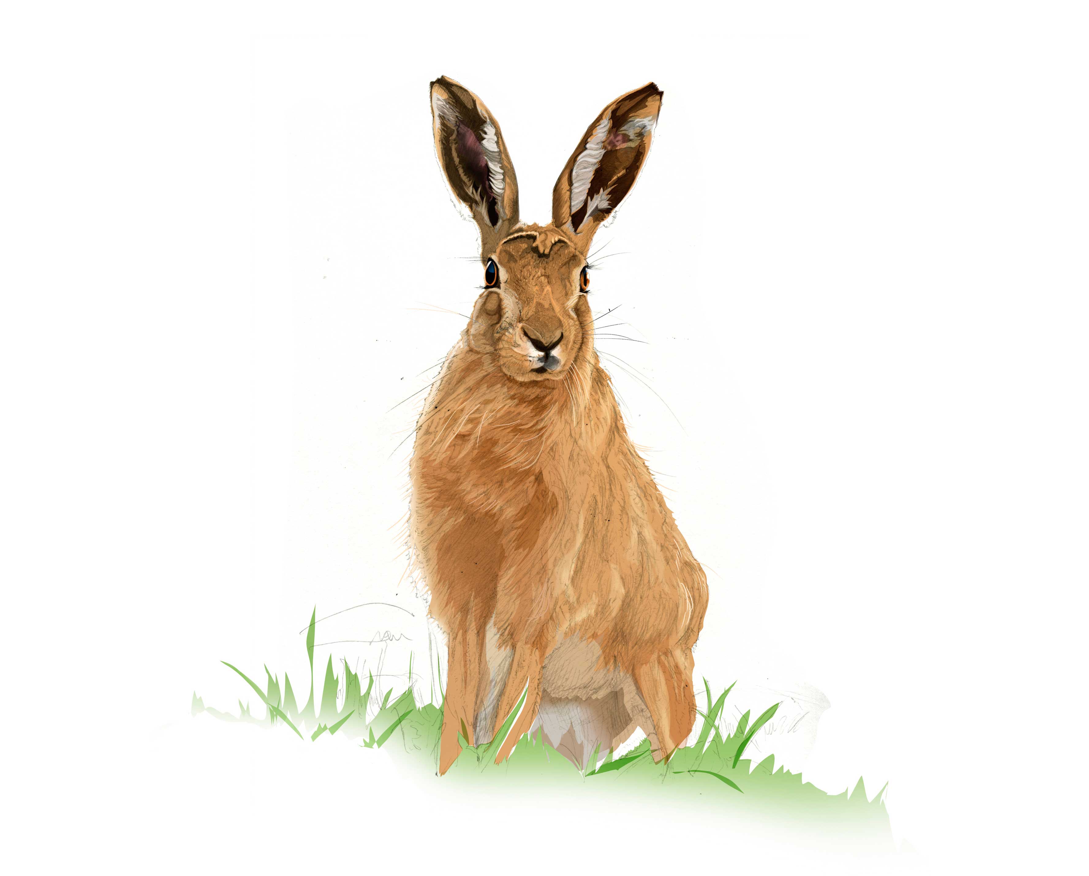 Brown Hare illustration by Nick Ellwood,