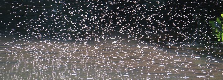 Bat food: Thousands of insects dancing in the sun, River Rye near Helmsley