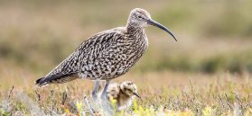 Join a wildlife photography tour and caputre our moorland birds Credit Gordon Richardson