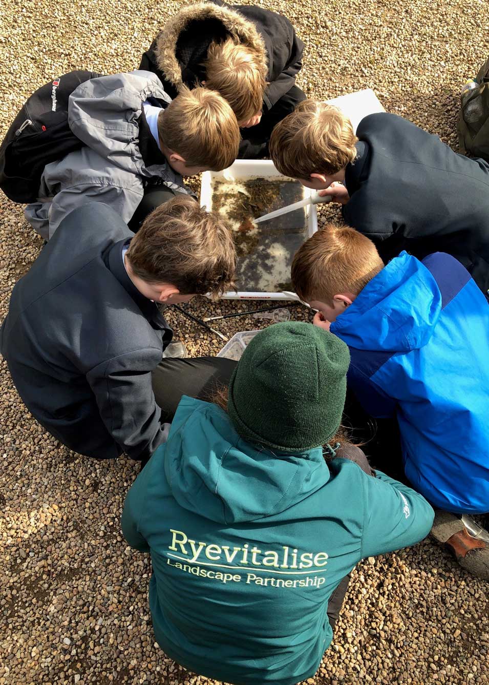 Group of children inspecting a white tray for riverflies. 