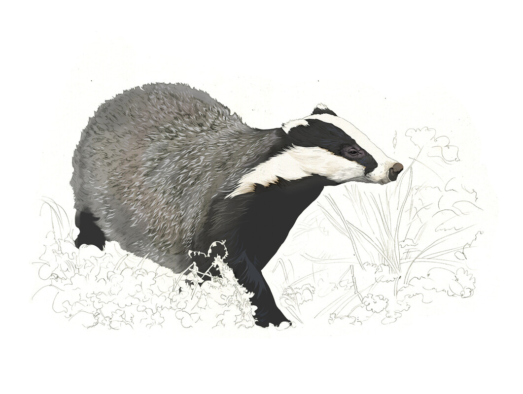 Badger illustration by Nick Ellwood