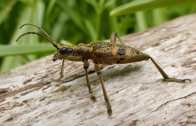 Longhorn Beetle Riccal Dale