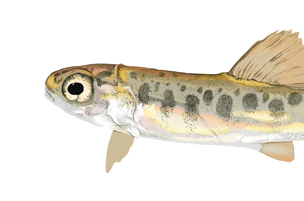 Brown trout illustration by Nick Ellwood.