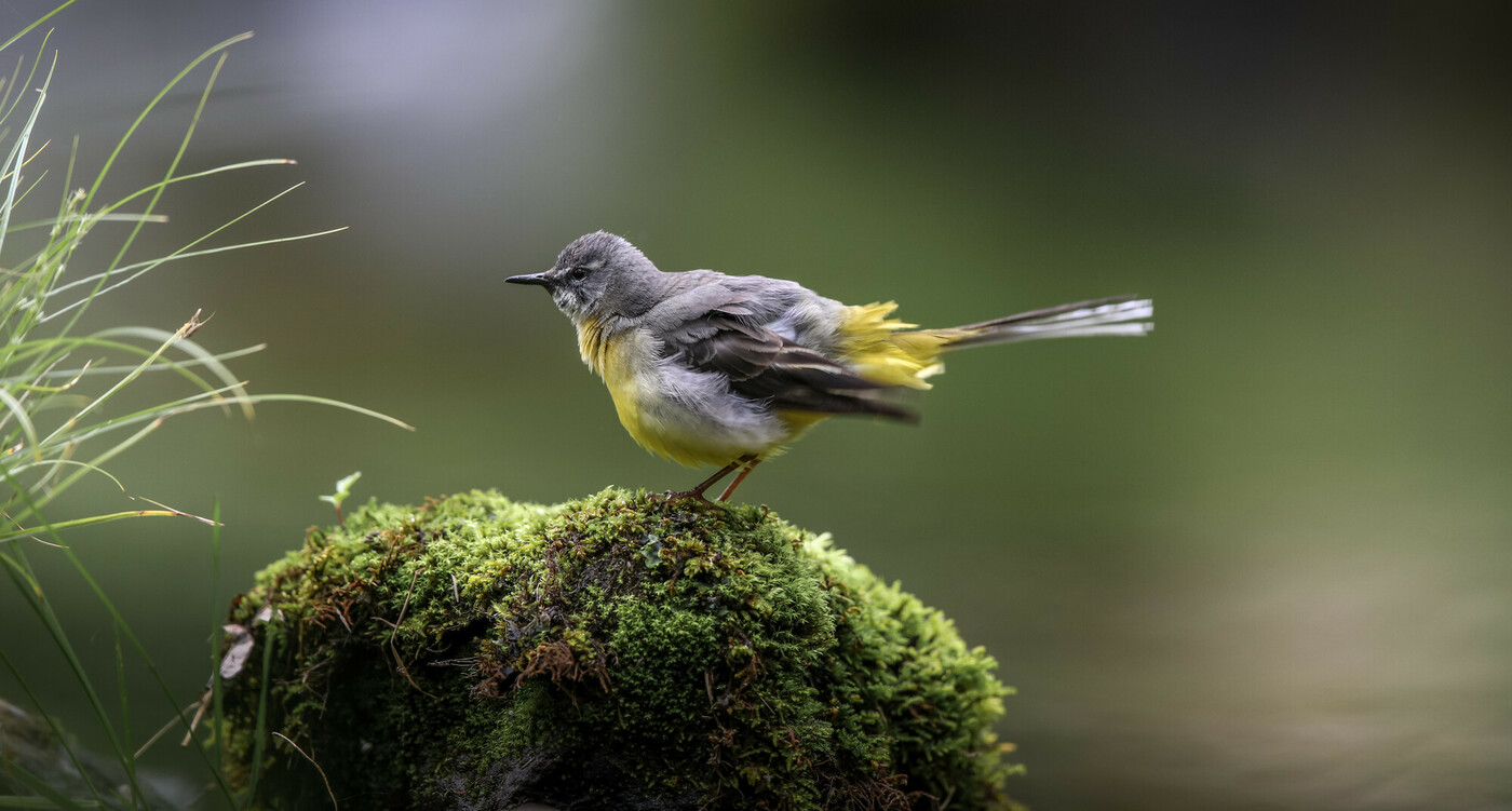 Photo of a grey wagtail on a mossy rock in a river. Credit Paul Harris.
