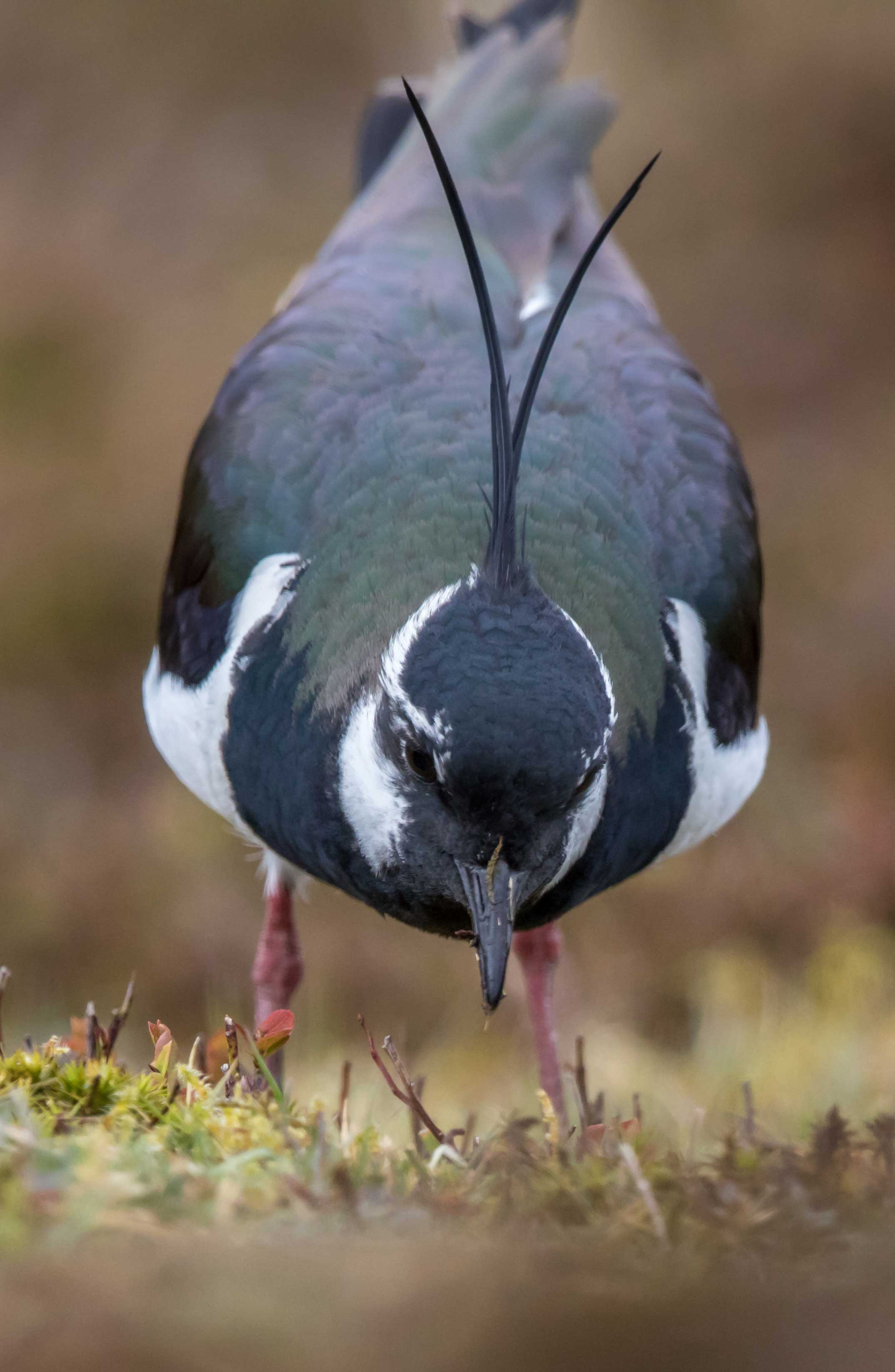Lapwing with its beak close to the ground. Credit Paul Harris.