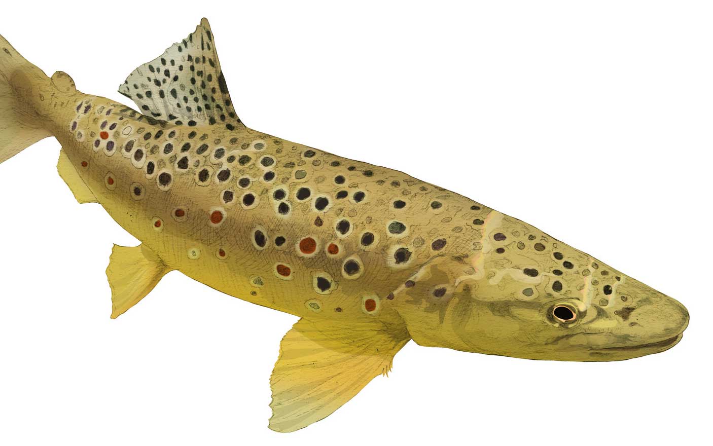 Brown trout illustration by Nick Ellwood,