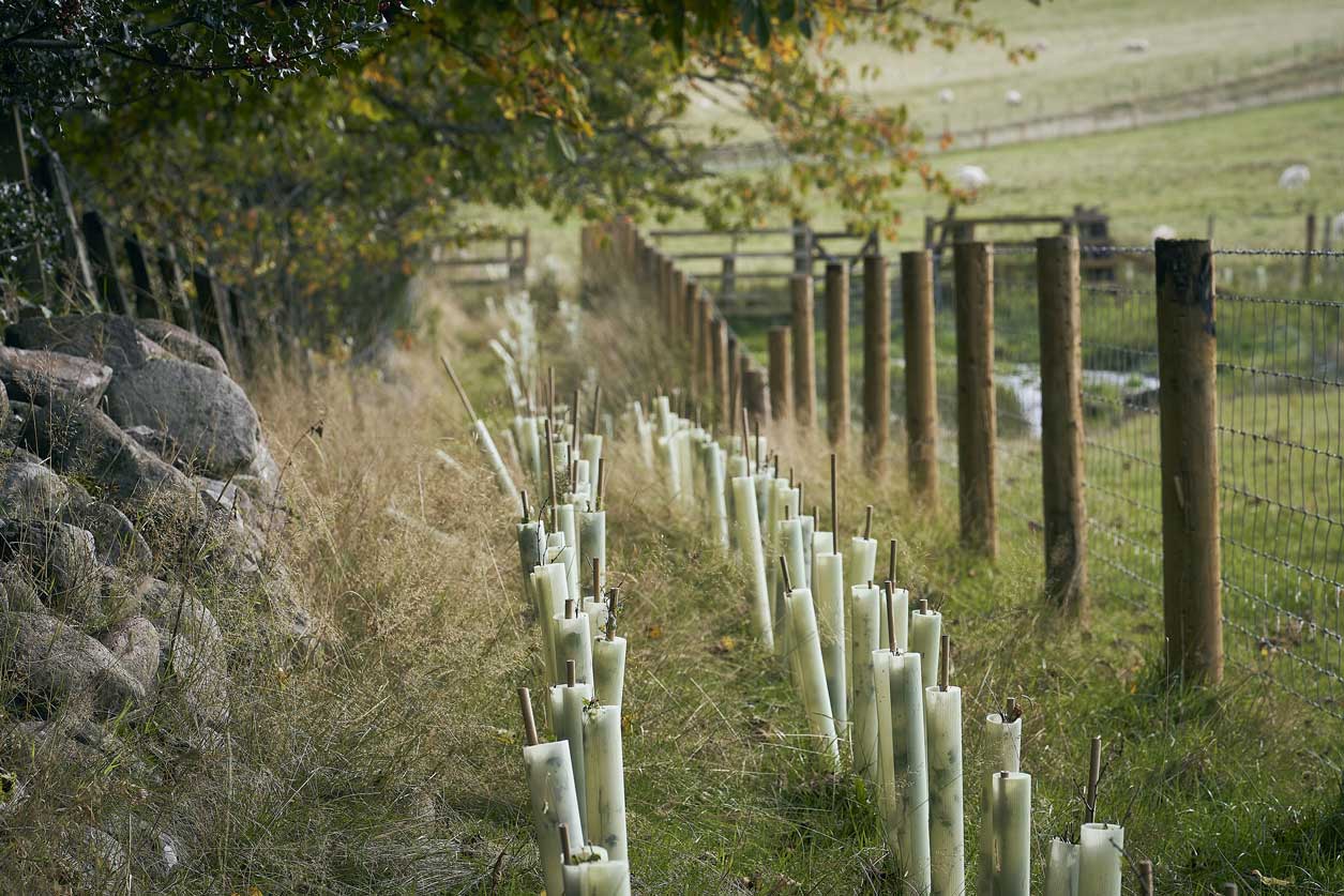 Newly planted hedge fenced off from a field. Credit iStock.