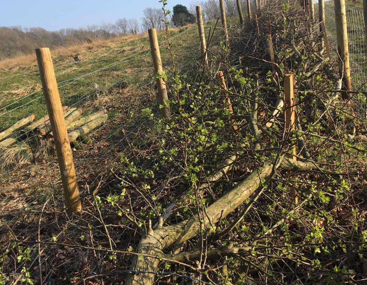 Newly laid hedge. Credit Yorkshire Wildlie Trust