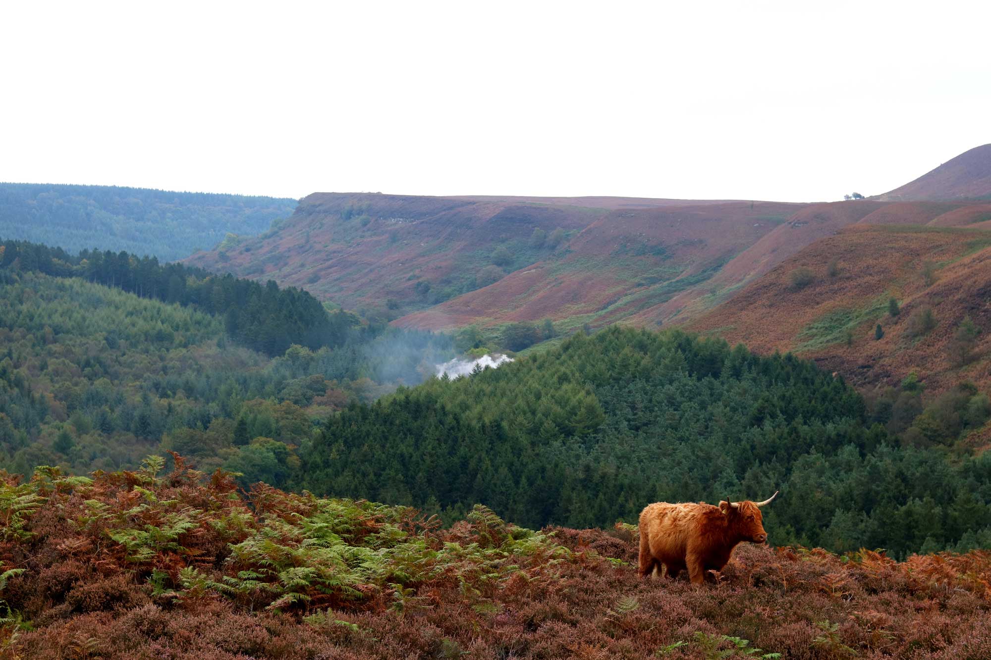 Moorland and wooded landscape with a highland cow in the foreground. Credit Alasdair Fagan.