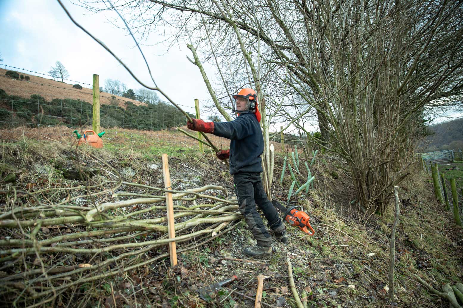 Andrew Kirkwood hedgelaying in Levisham. Credit Charlie Fox. Andrew Kirkwood hedgelaying in Levisham. Credit Charlie Fox.