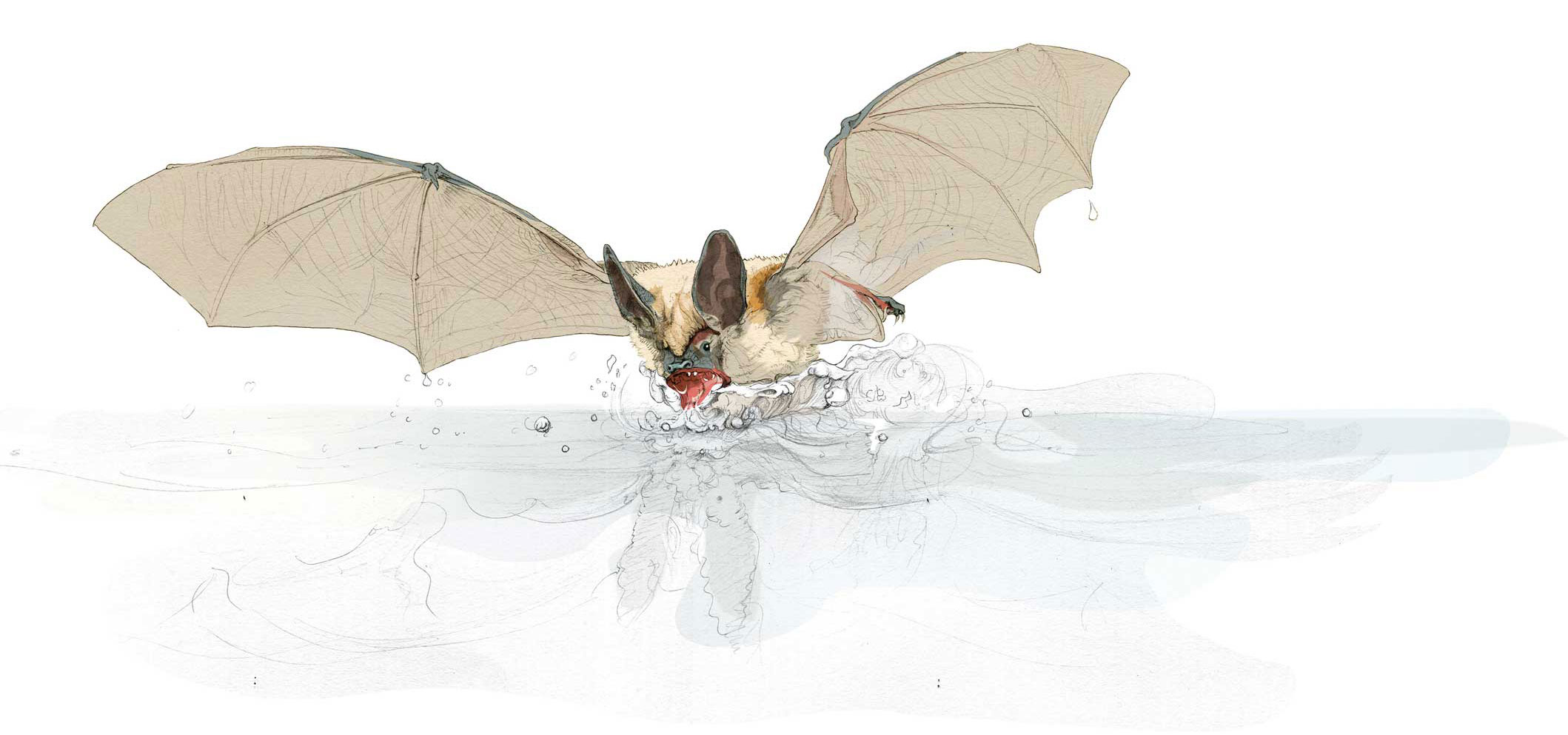 Illustration of a Daubenton's bat