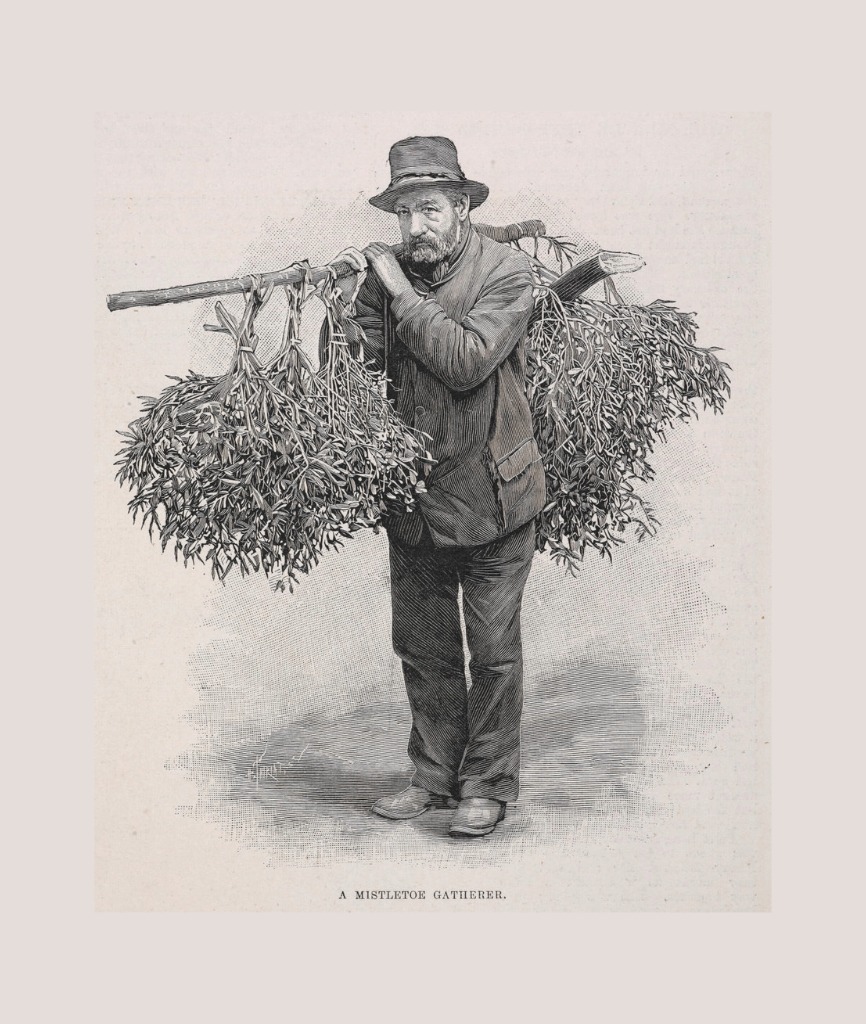 A vintage illustration of a mistletoe gatherer