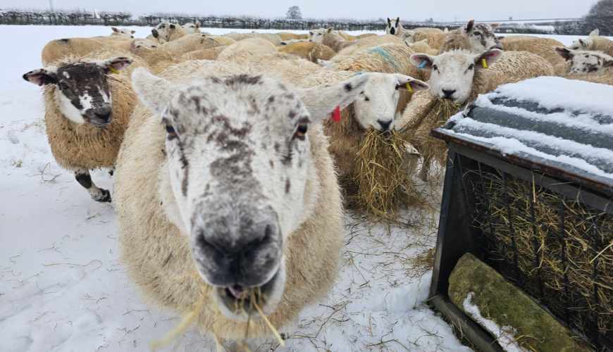 A photo of a small flock of sheep with one sheep looking towards the camera