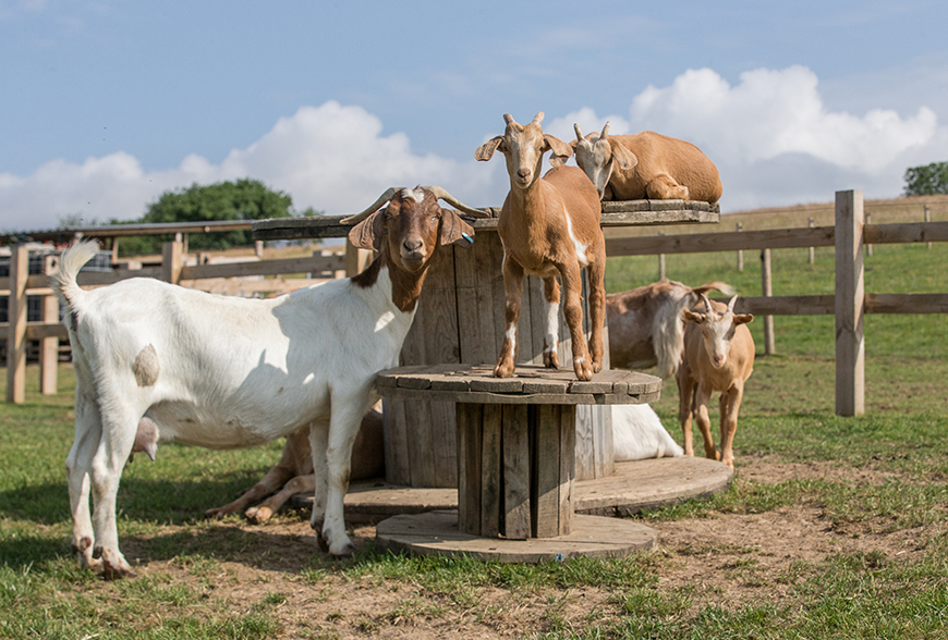 Goats stood on a cotton wheel outside by Polly Baldwin