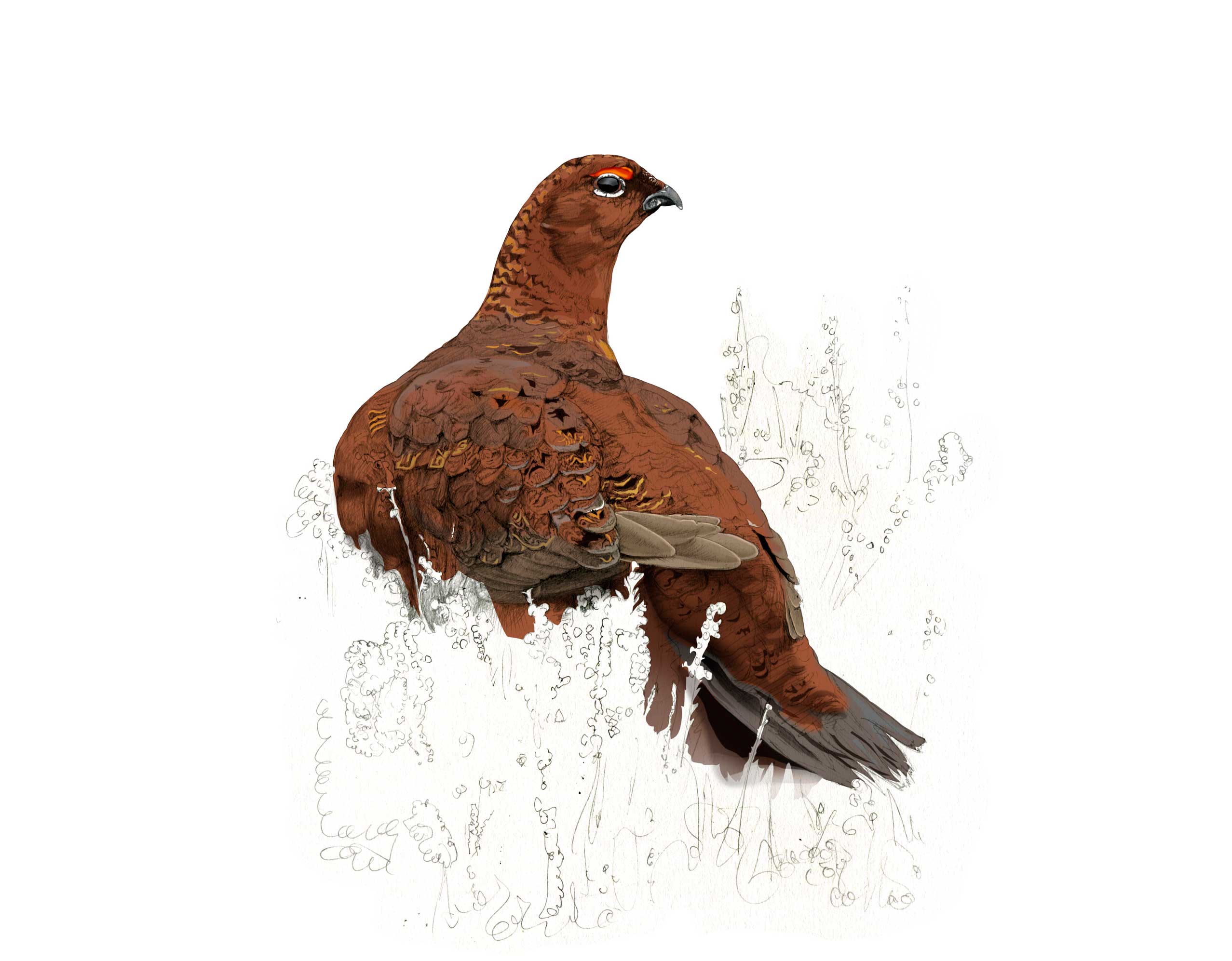 Red Grouse illustration by Nick Ellwood.