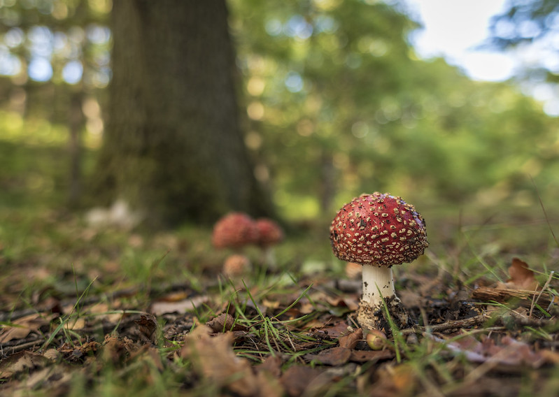 Fly agaric Credit Tom Mutton