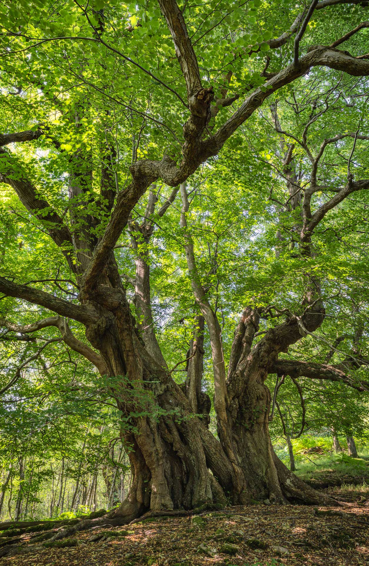 Large ancient tree with a sprawling canopy among a woodland. Credit Lizzie Shepherd.