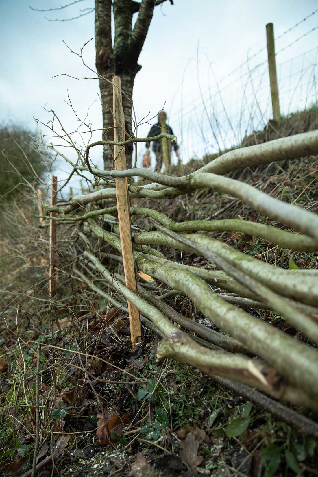 Newly laid hedge in Levisham. Credit Charlie Fox.