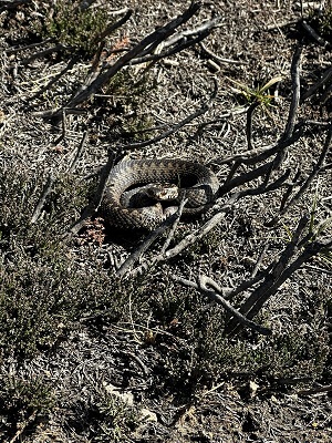 Adder sits coiled on burnt moorland 