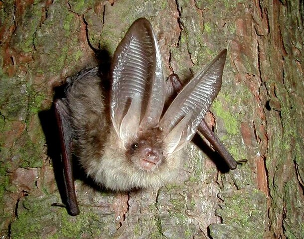 A closeup image of a Brown long-eared bat, against tree bark