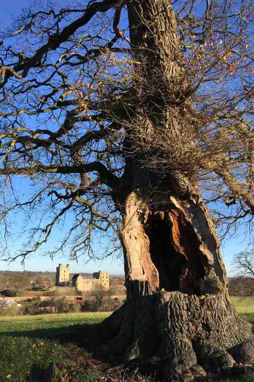 An old oak with a hollowed out trunk. It stands in a rural British setting with buildings visible in the distance.