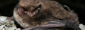 The Alcathoe bat. Photo credit Cyril Schonbachler