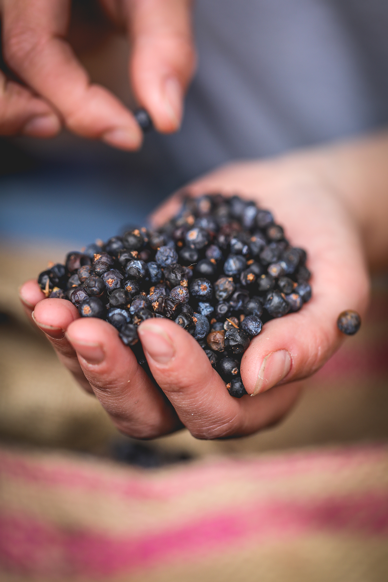 A hand full of juniper berries by Ceri Oakes