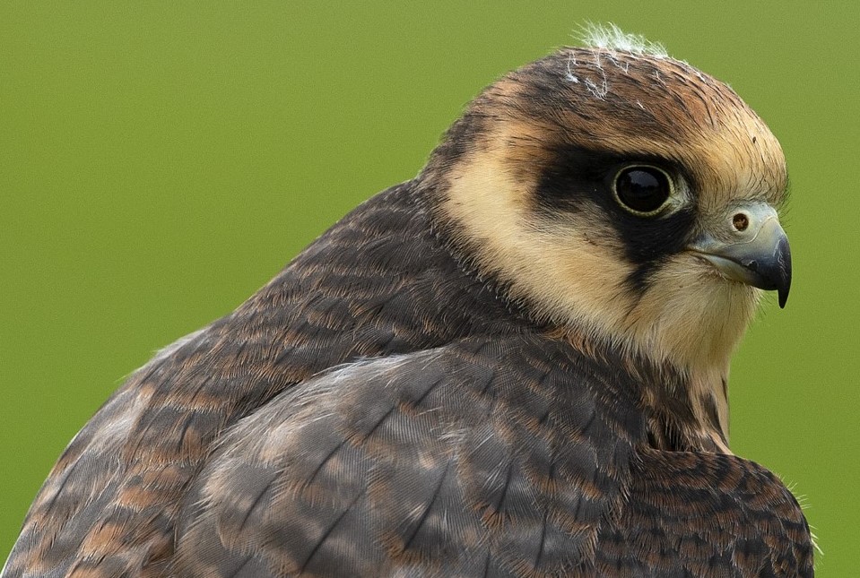 Lanner Falcon - Copyright Steve Race, Yorkshire Coast Nature