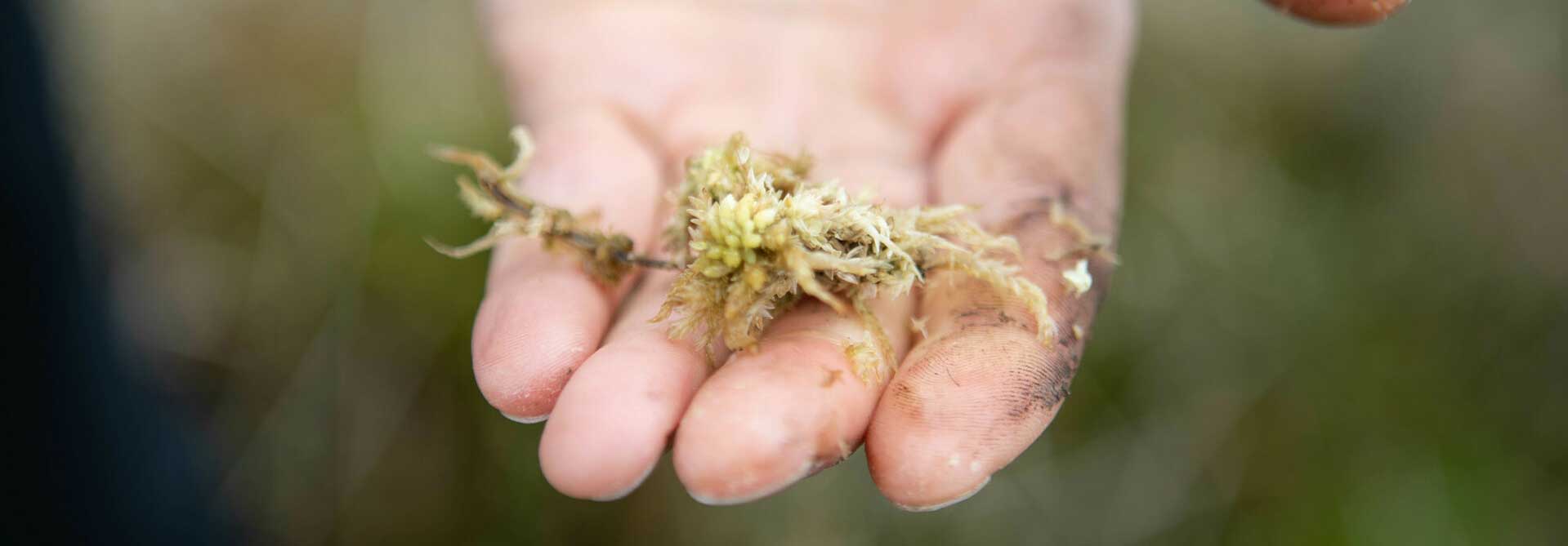 Close up of hand holding a sphagnum moss. Credit Charlie Fox.