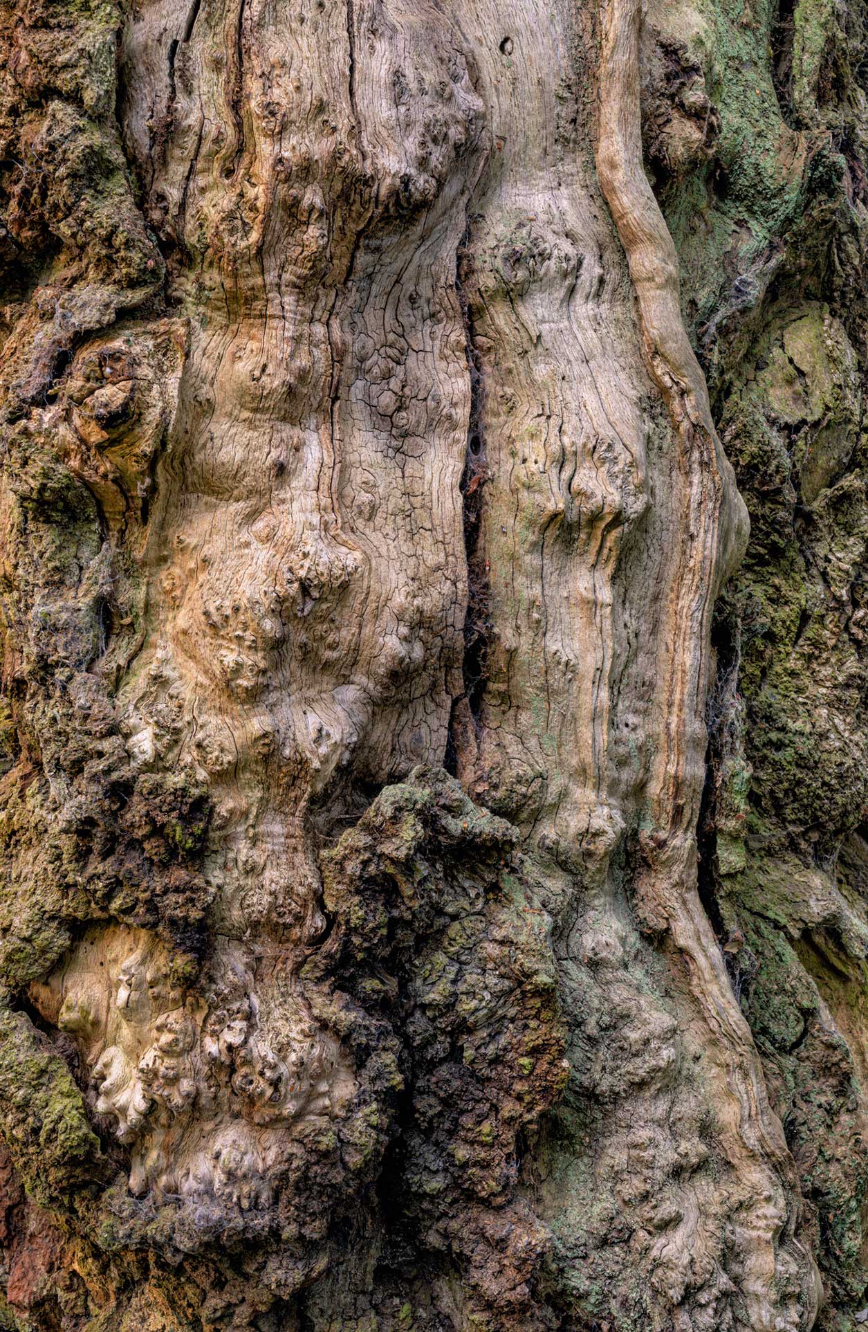 Close up of bark from an old tree. Credit Lizzie Shepherd.