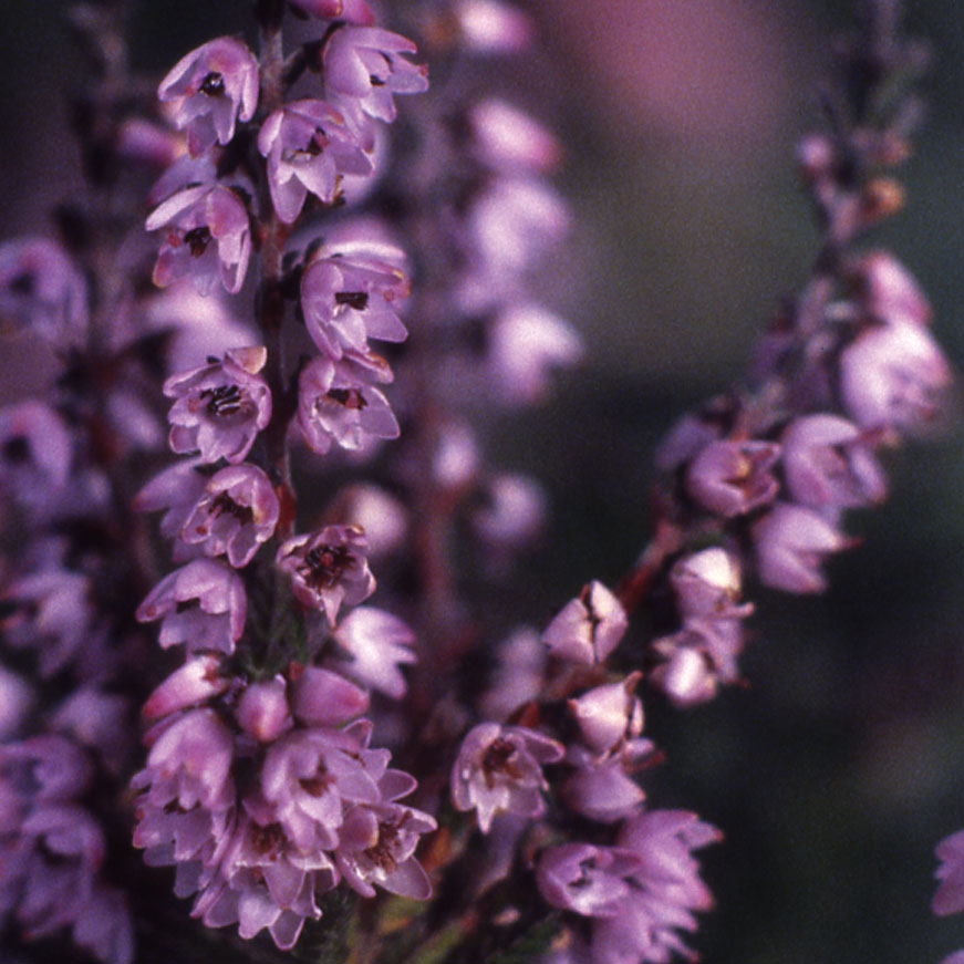 Close up of ling heather