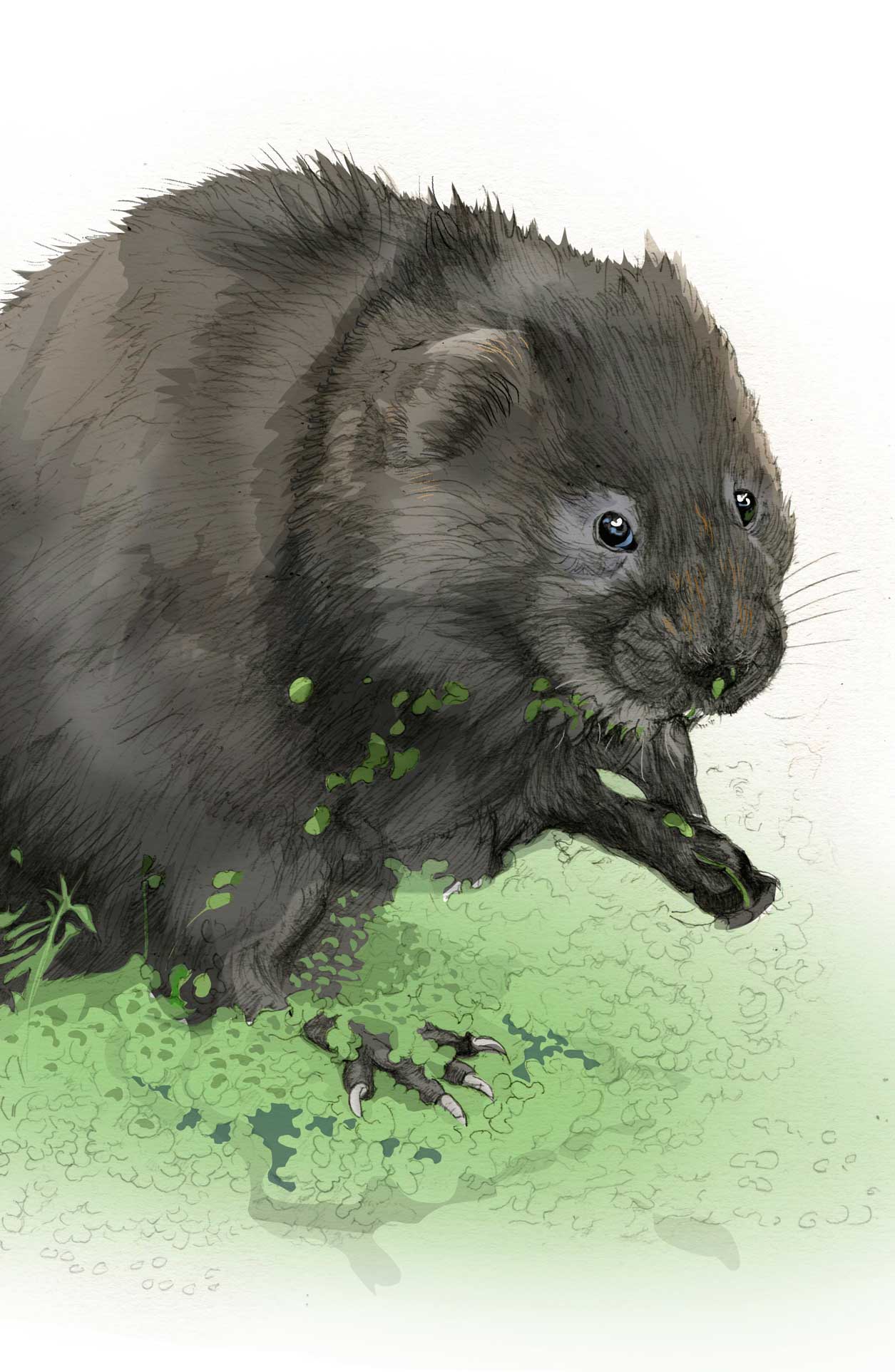 Water vole illustration by Nick Ellwood.