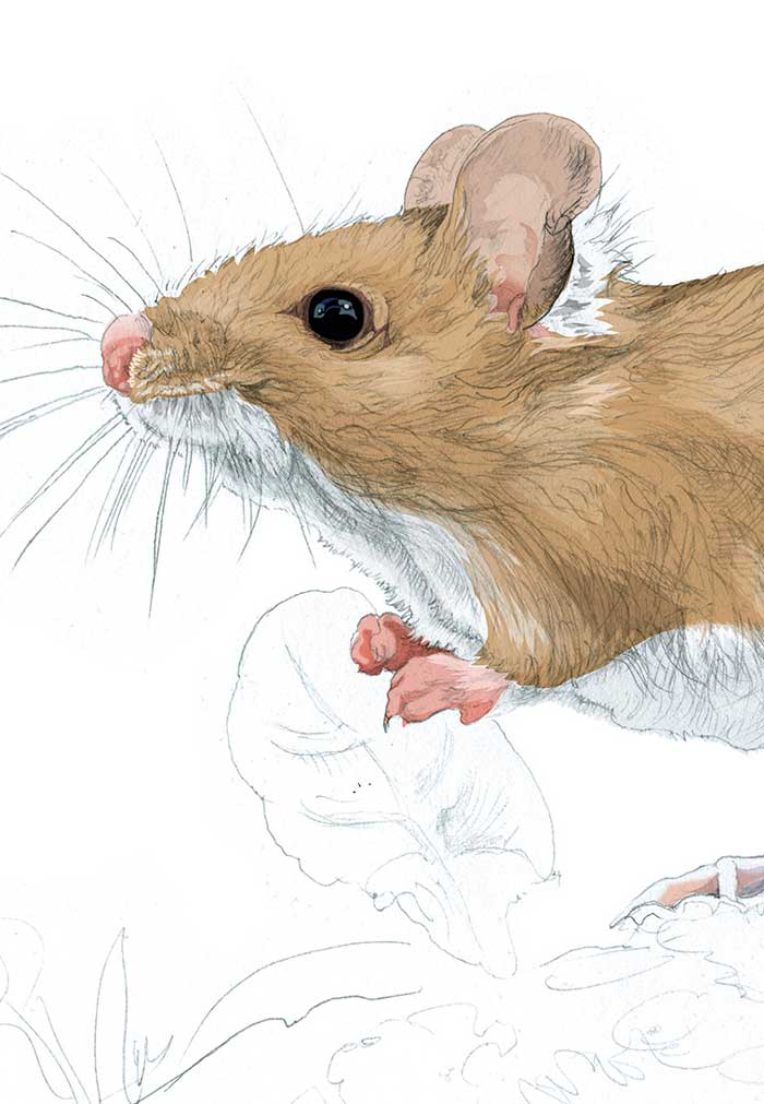 Wood mouse illustration by Nick Ellwood.