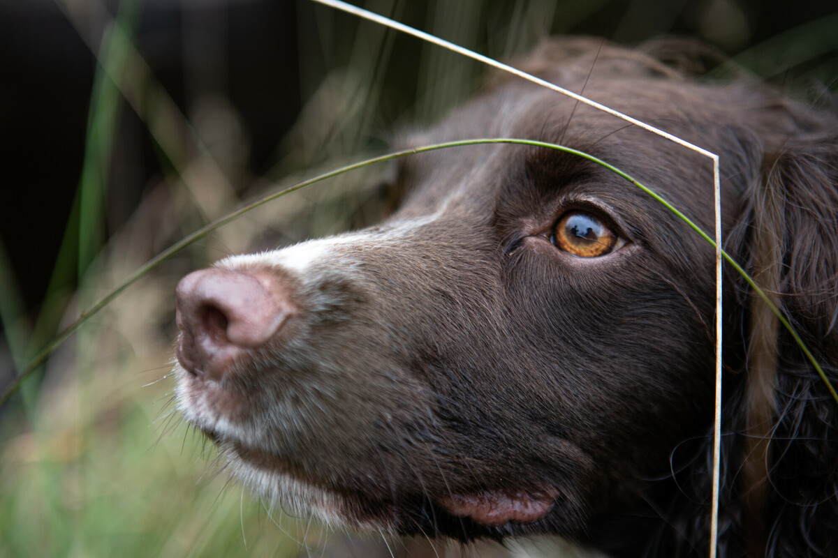 Reid (English Springer Spaniel) and water vole detection dog. Credit Charlie Fox.