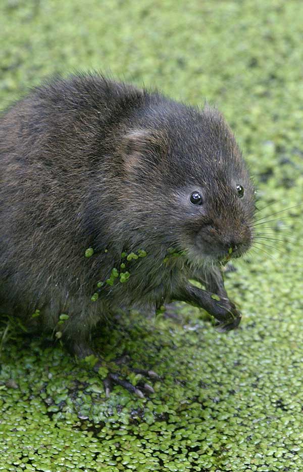 Water vole among a river. Credit NYMNPA