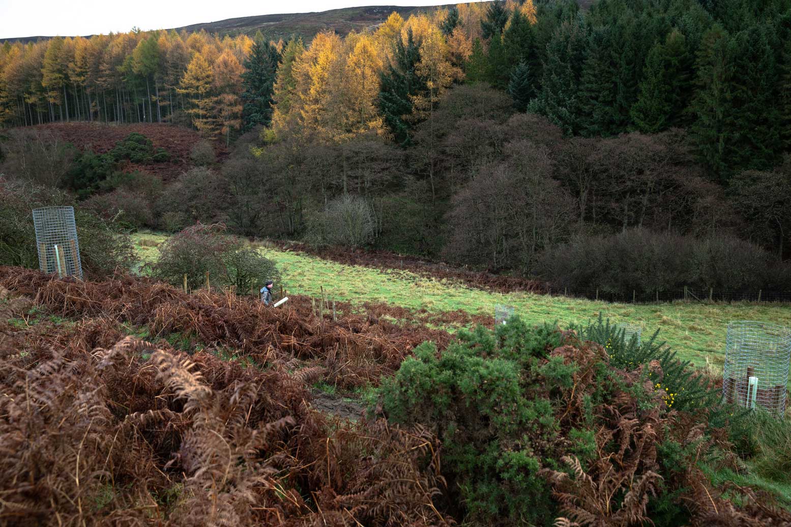 Landscape photo of a tree planting scheme in Raisdale. Credit Charlie Fox / NYMNPA.