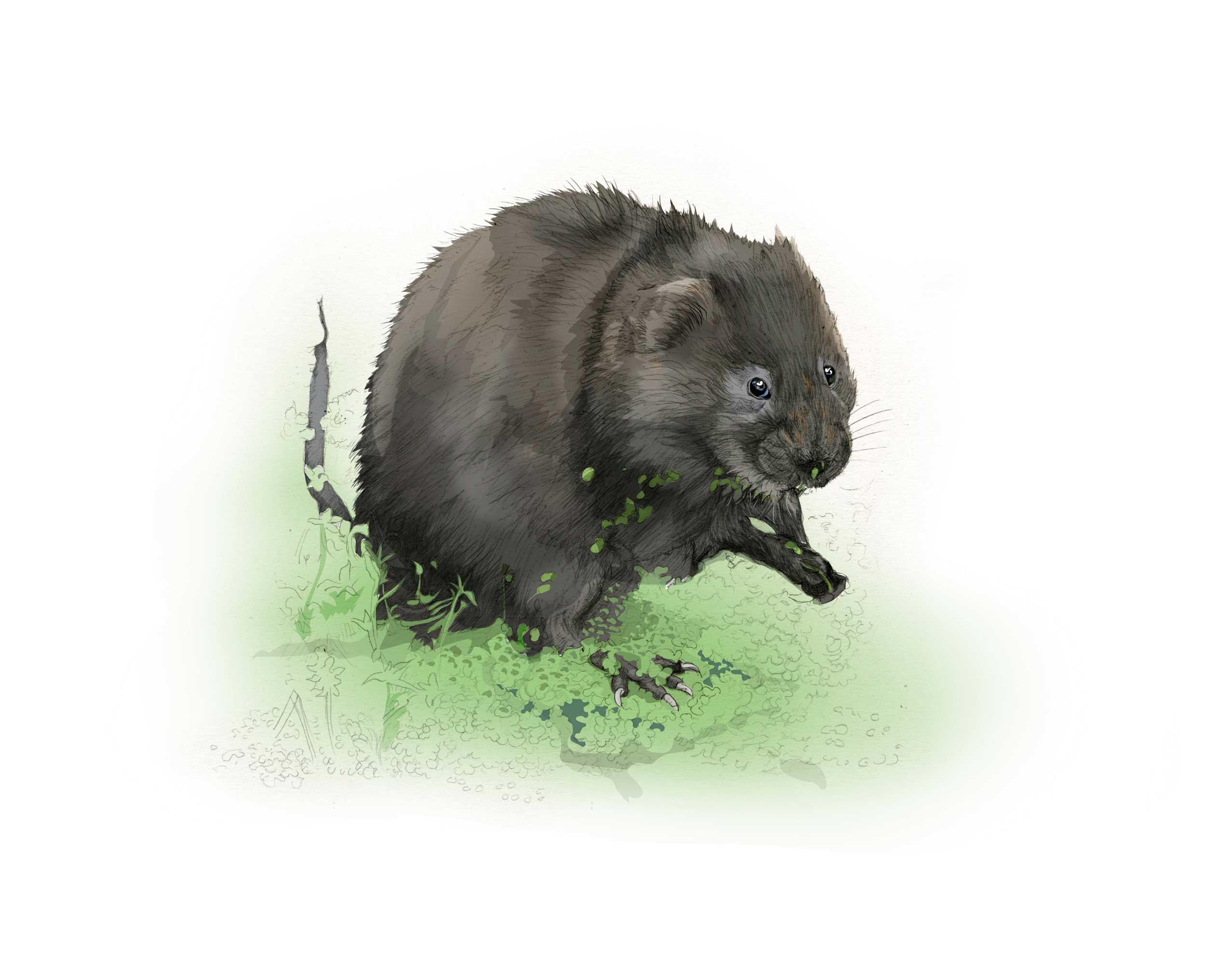 Water vole illustration by Nick Ellwood.