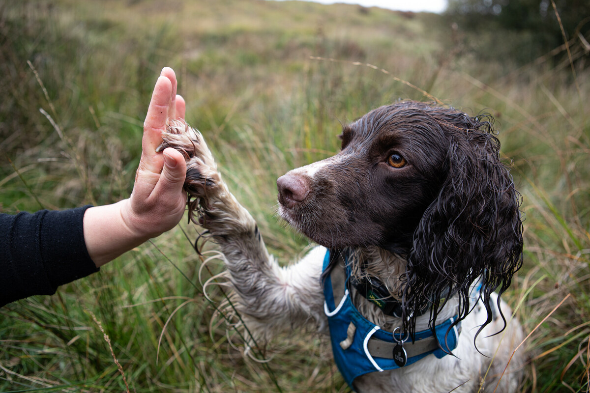 Reid (English Springer Spaniel) and water vole detection dog. Credit Charlie Fox.