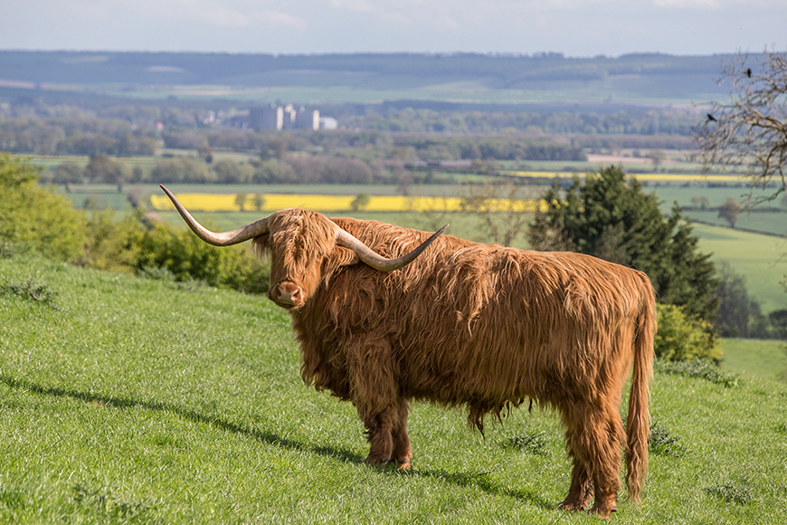 A highland cow with fields in the distance by Polly Baldwin