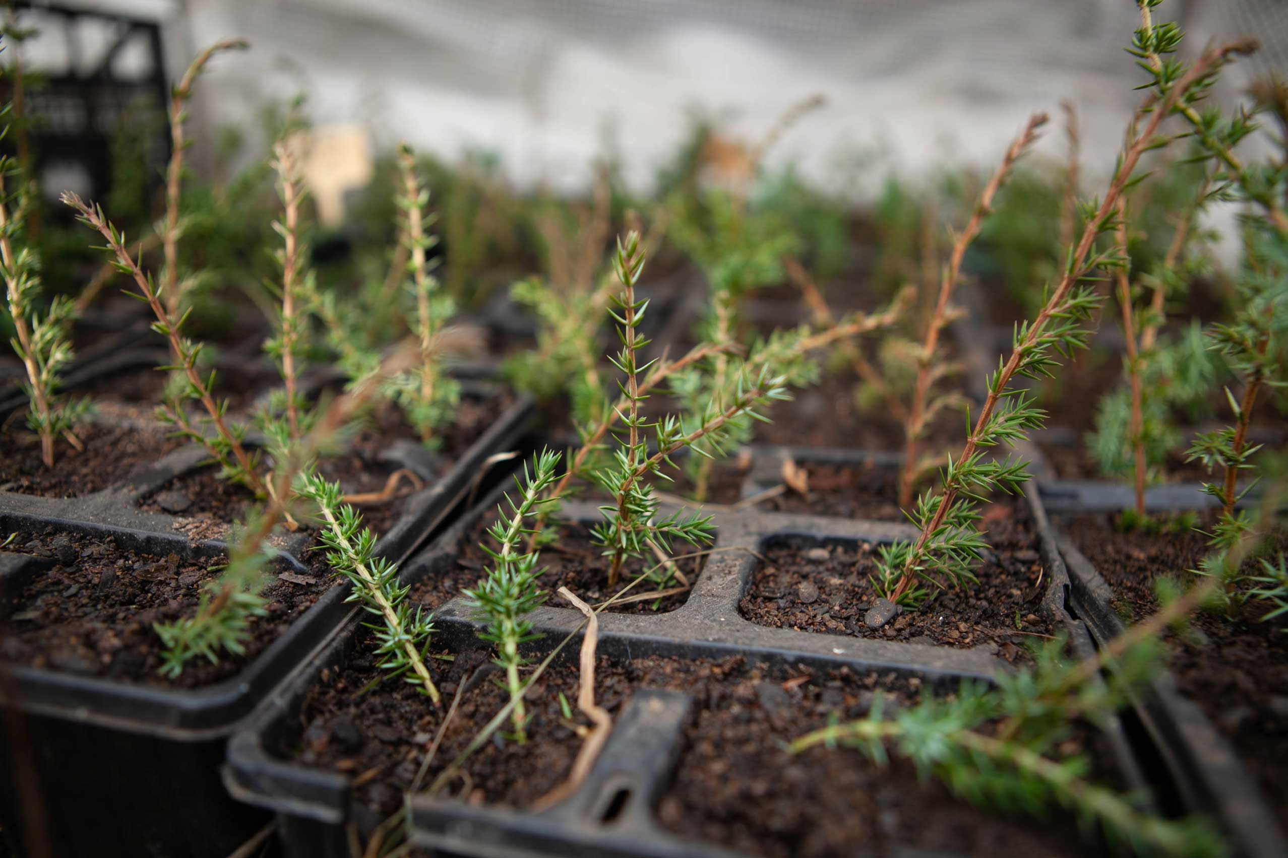 Close up of young juniper saplings in a plastic pot. Credit Charlie Fox.
