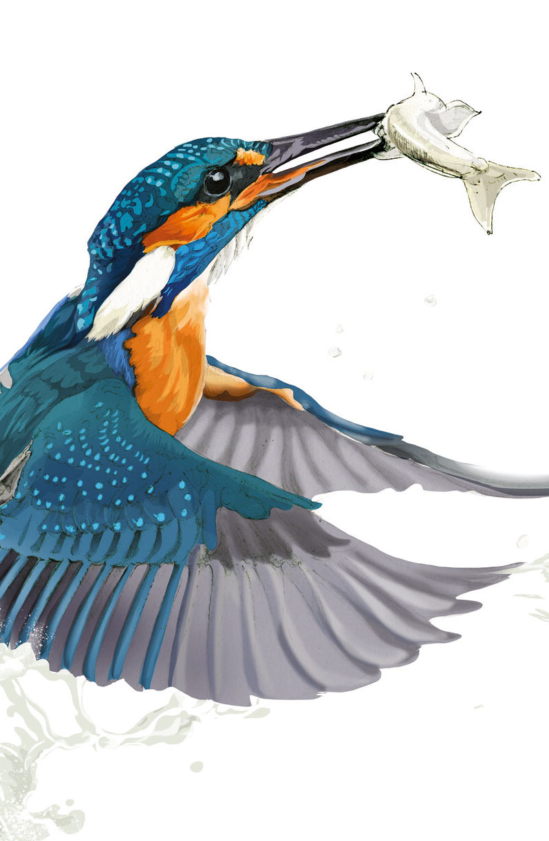 Kingfisher illustration by Nick Ellwood