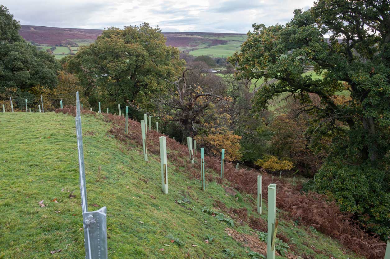 Newly planted trees on a slope. Credit Charlie Fox.