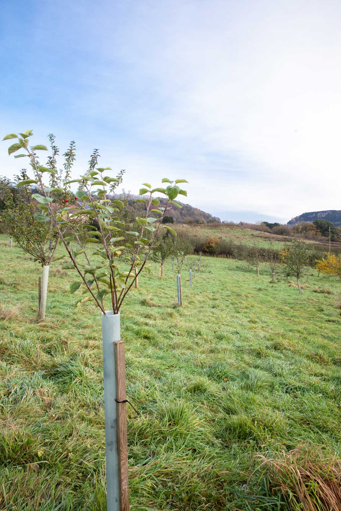 Newly planted apple trees among an orchard. Credit Charlie Fox.