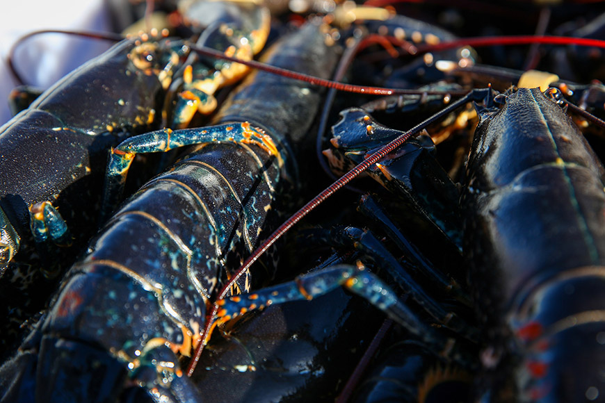 Close up of lobsters by Ceri Oakes