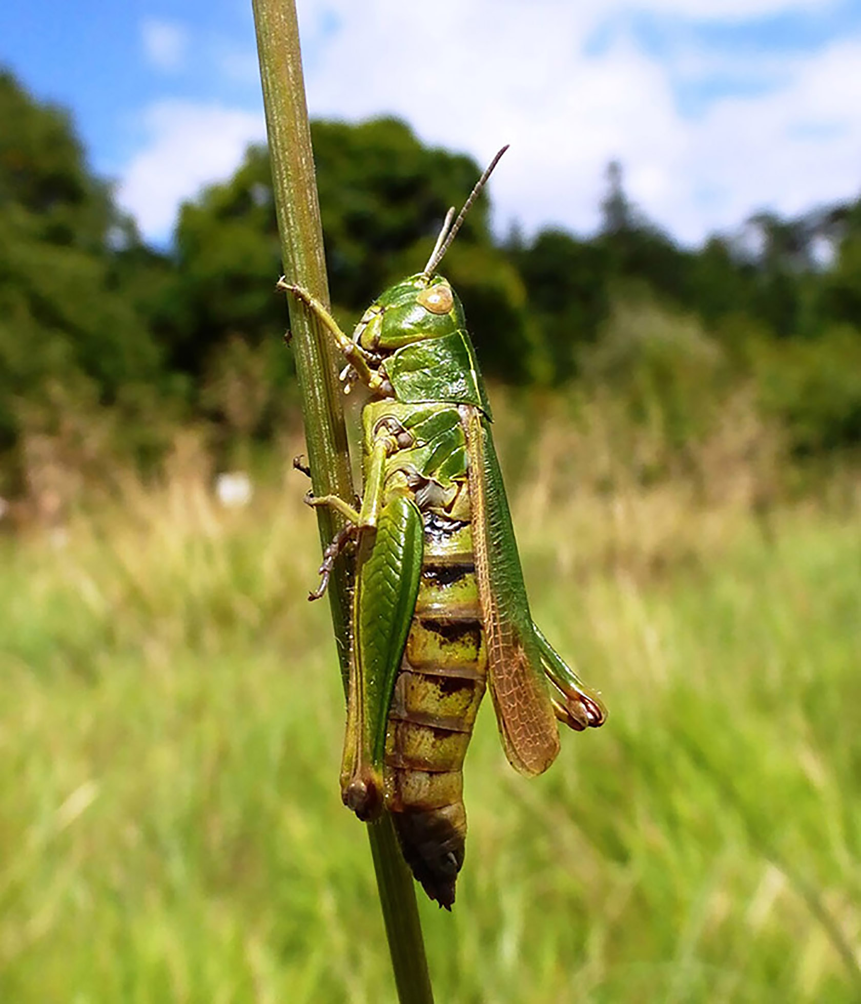Grasshopper by Tammy Andrews