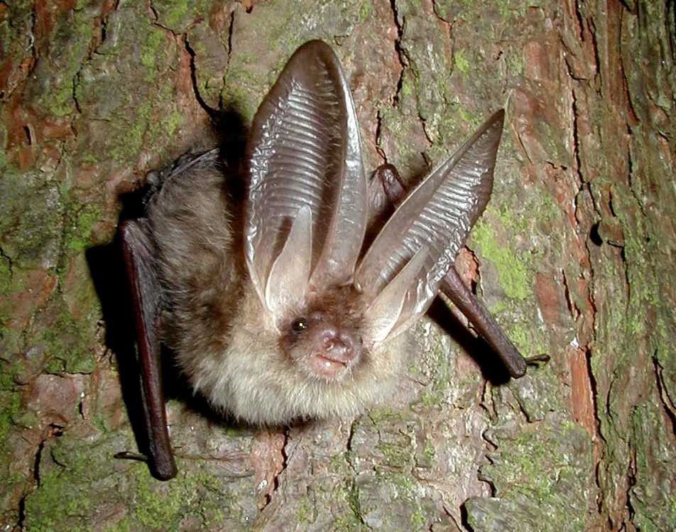 Brown long-eared bat by John Altringham